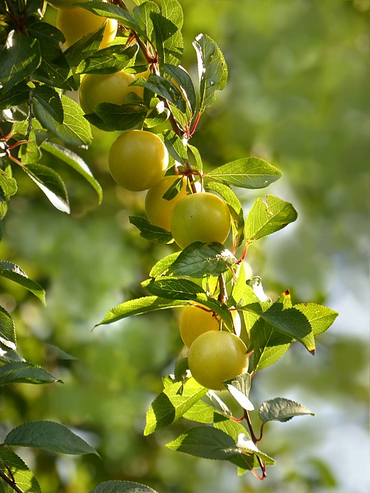 Plastyagro. TIPS para proteger tus frutales de los insectos