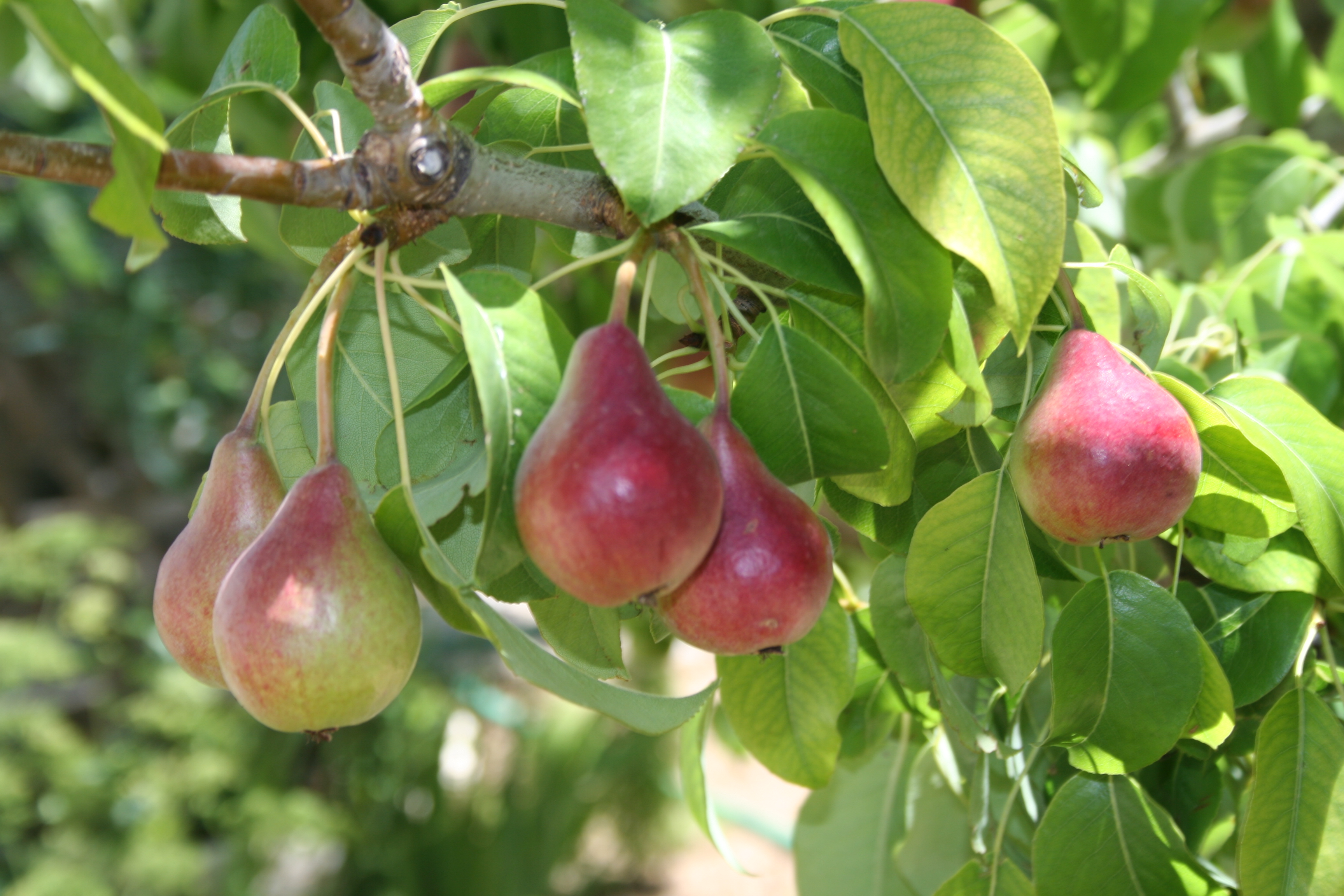 Плодовые представители. Pyrus communis дерево. Груша Пирус. Мелкоплодная груша. Груша тонковетка Уральская.